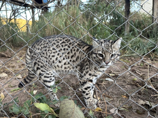 Geoffroy’ s cat