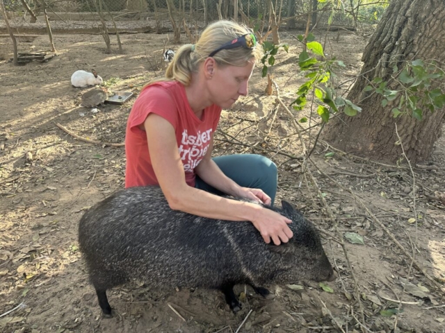 Collared peccary (pekari)