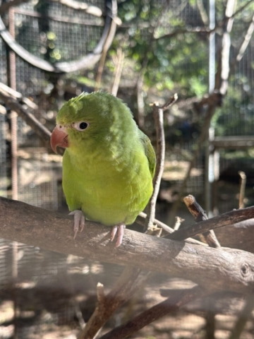 Yellow-chevroned paarkeet