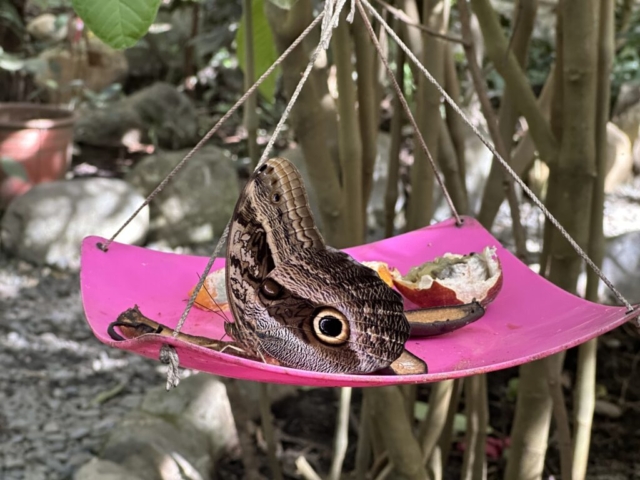 Owl butterfly (Ojo de búho, “sovie oko”)