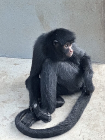 Spider monkey