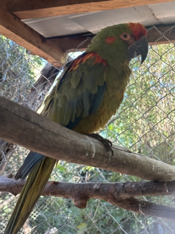 kriticky ohrozený Red-fronted macaw (ara červenouchá)
