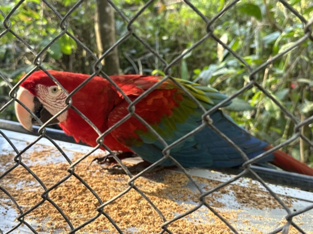 Red and green macaw
