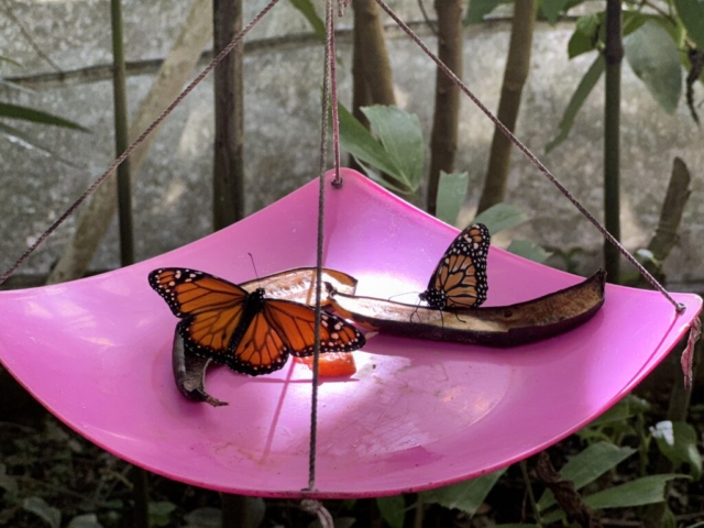 mariposarium, motýlia farma