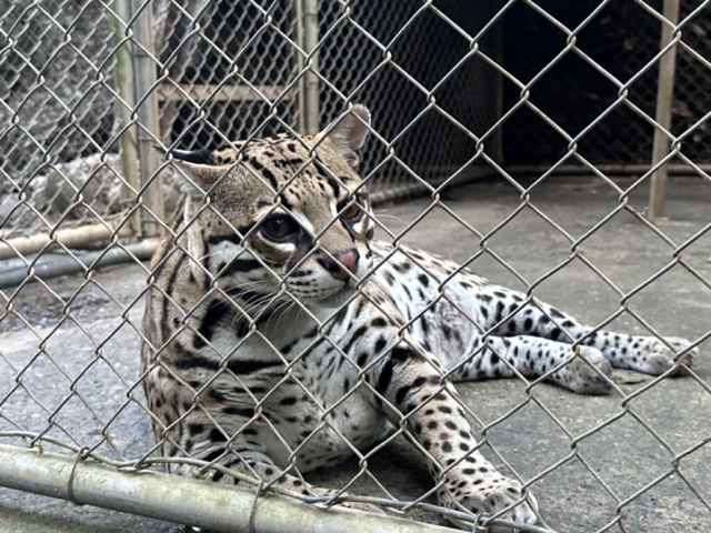 ocelot!
