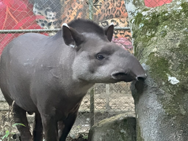 South american tapir (tapír)