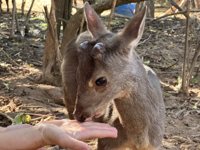 jelenček Gray brocket