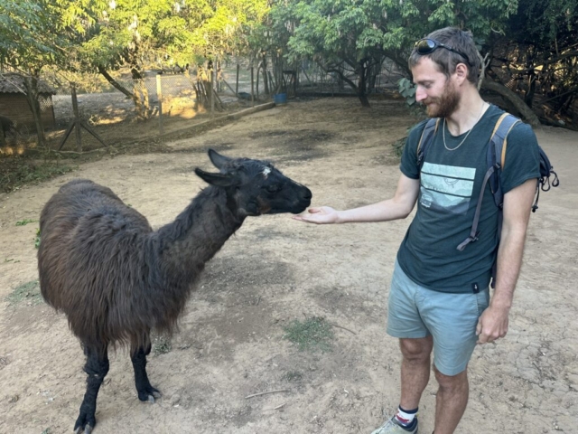 lama!
