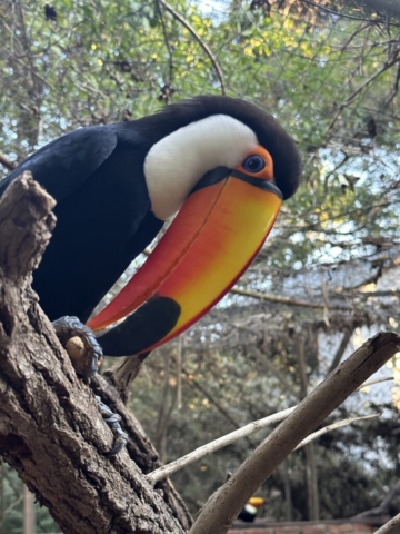 Toco toucan (tukan veľkozobý)
