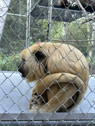 Howler monkey, tentokrát blond
