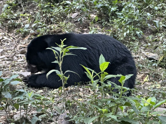 Spectacled bear, neškodný medveď vegetarián