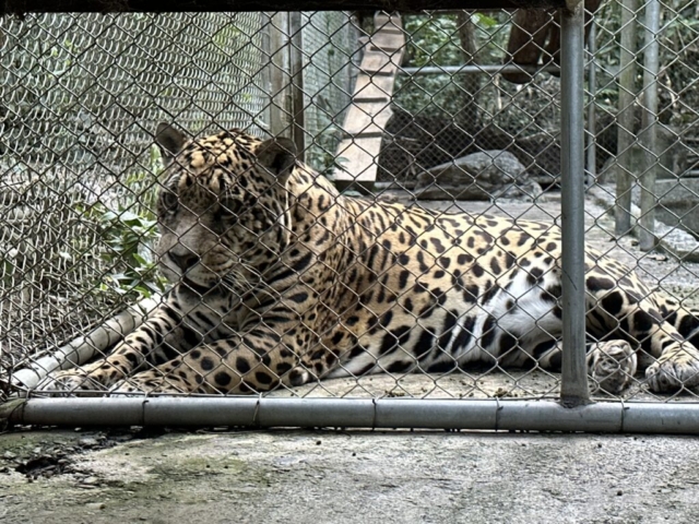jaguár!
