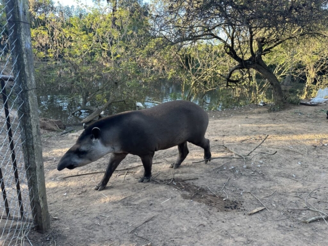 South american tapir (tapír)