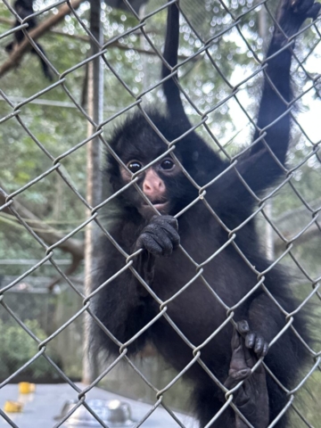zvedavé mláďatko Spider monkey