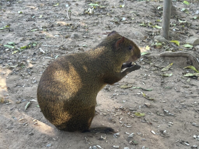 Agouti