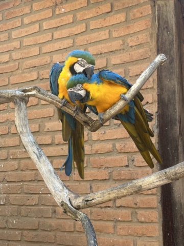 Blue and yellow macaw (ara ararauna)