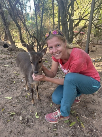 ďalší ušatý Gray brocket (dospelák!)