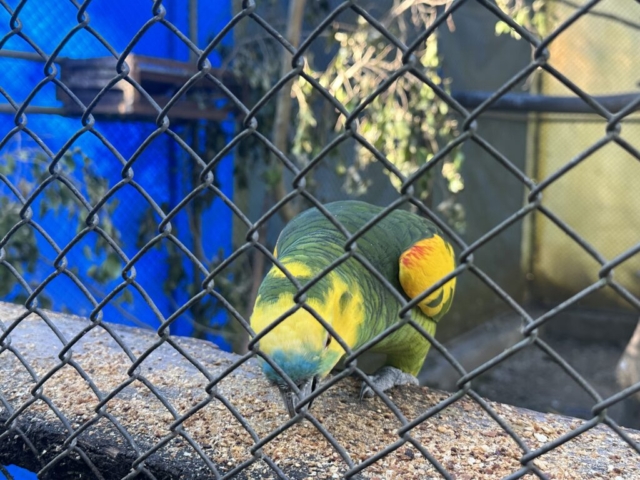 Blue-fronted amazon