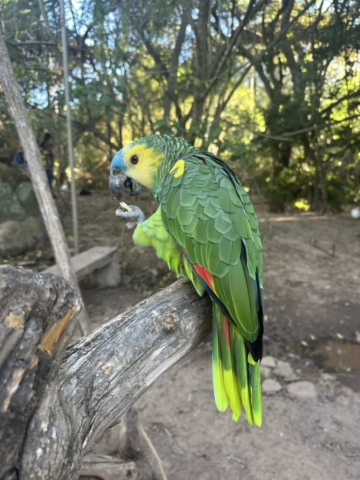 Blue-fronted amazon
