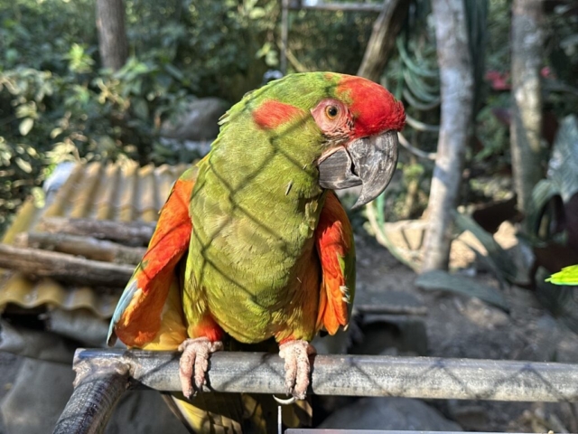 Red-fronted macaw (ara červenouchá) so zlomeným krídlom