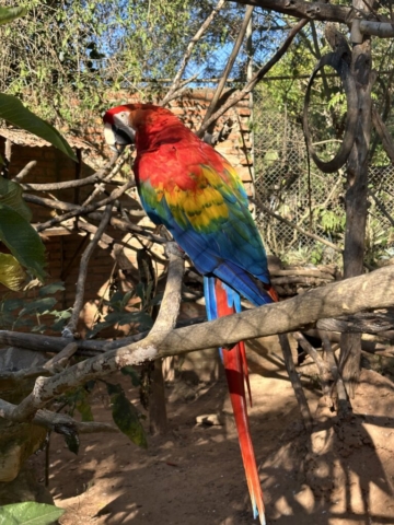 Scarlet macaw (ara arakanga)