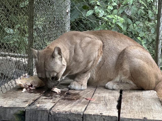 puma!