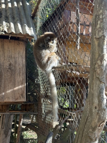 Bolivian grey titi monkey