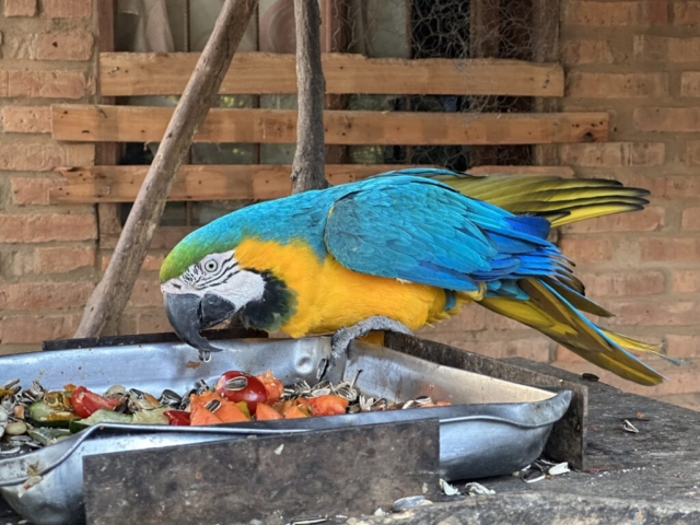 Blue and yellow macaw (ara ararauna)