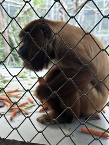 Red howler monkey (vrešťan)