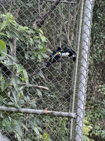 White-throated toucan
