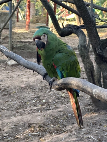 Chestnut-fronted macaw (ara severa)